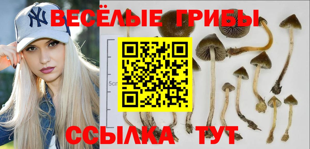 Псилоцибиновые грибы Psilocybine cubensis  закладка  Вязники  Вход с VPN 