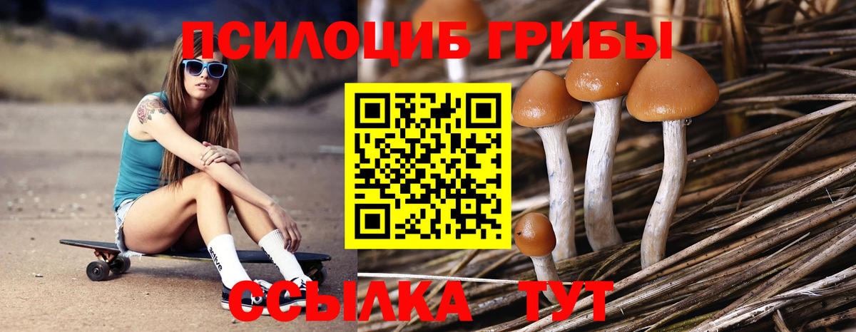 Галлюциногенные грибы Psilocybine cubensis  Вязники 